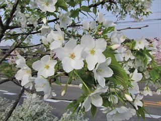 オオシマザクラ